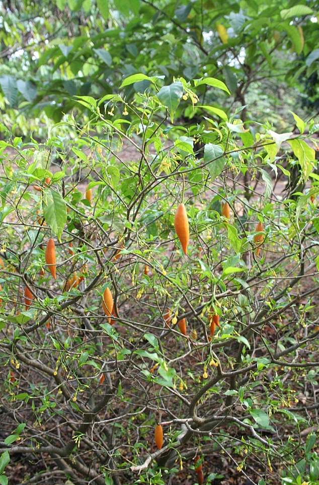 Pictured above is the iboga plant which ibogaine comes from. It is found in the roots