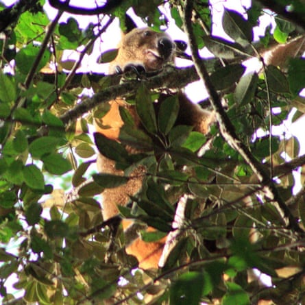 The Wondiwoi tree kangaroo in a tree