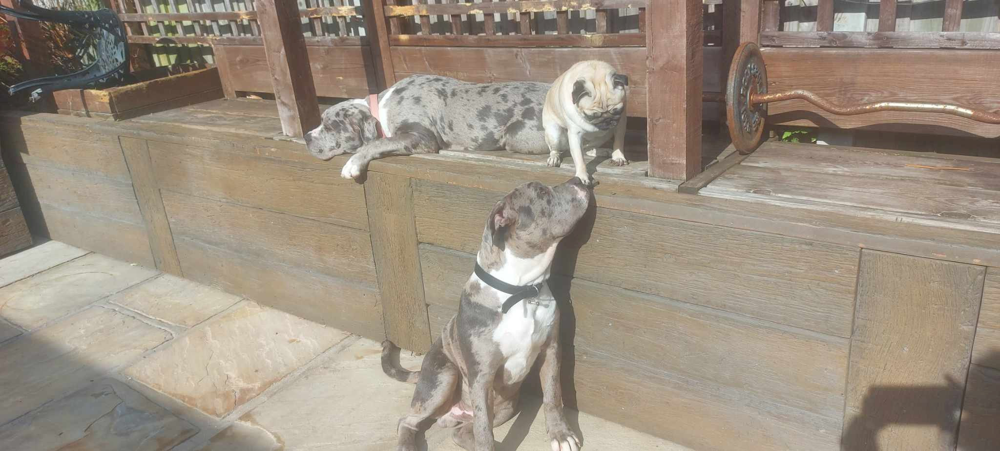 Paul with Anna Marie’s other dogs at their Essex home