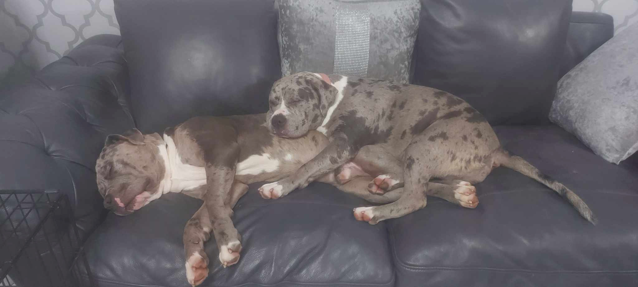 Paul the dog (right) with his big sister Millie before his life tragically ended