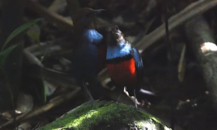 The Louisiade pitta bird