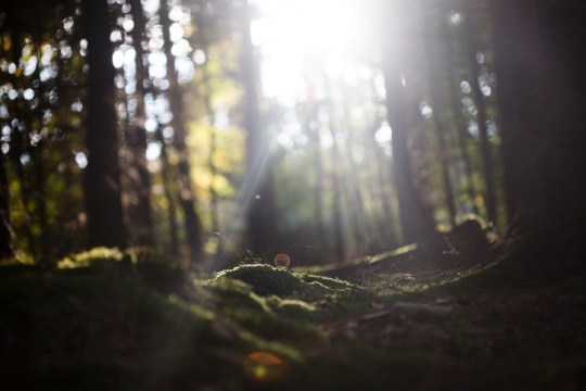 Forest floor