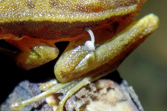 The Bonnet mushroom