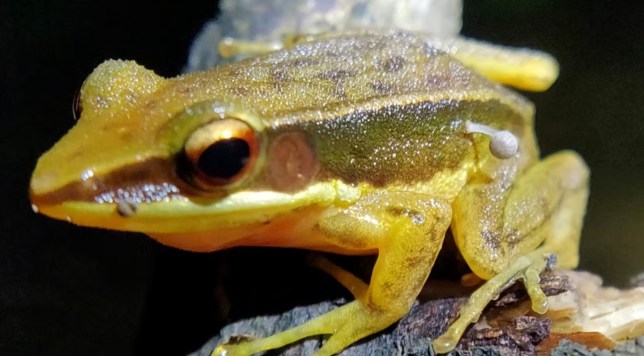 Scientists baffled by mushroom sprouting from frog