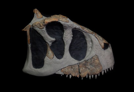 Reconstruction of the skull of the Koleken inakayali dinosaur