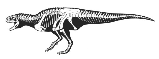 Diagram of the partial Koleken inakayali skeleton uncovered in Patagonia. If you thought T-Rex had short arms, wait until you see this newly discovered dinosaur. The carnivorous species Koleken inakayali has been identified as living 70 million years ago. National Geographic Explorer Diego Pol and a global team of researchers and paleontologists uncovered the find in the La Colonia Formation of central Patagonia. The dinosaur's name derives from the language of the Tehuelche people of the region and refers to the claystone the animal was found in and the Tehuelche leader Inakayal.