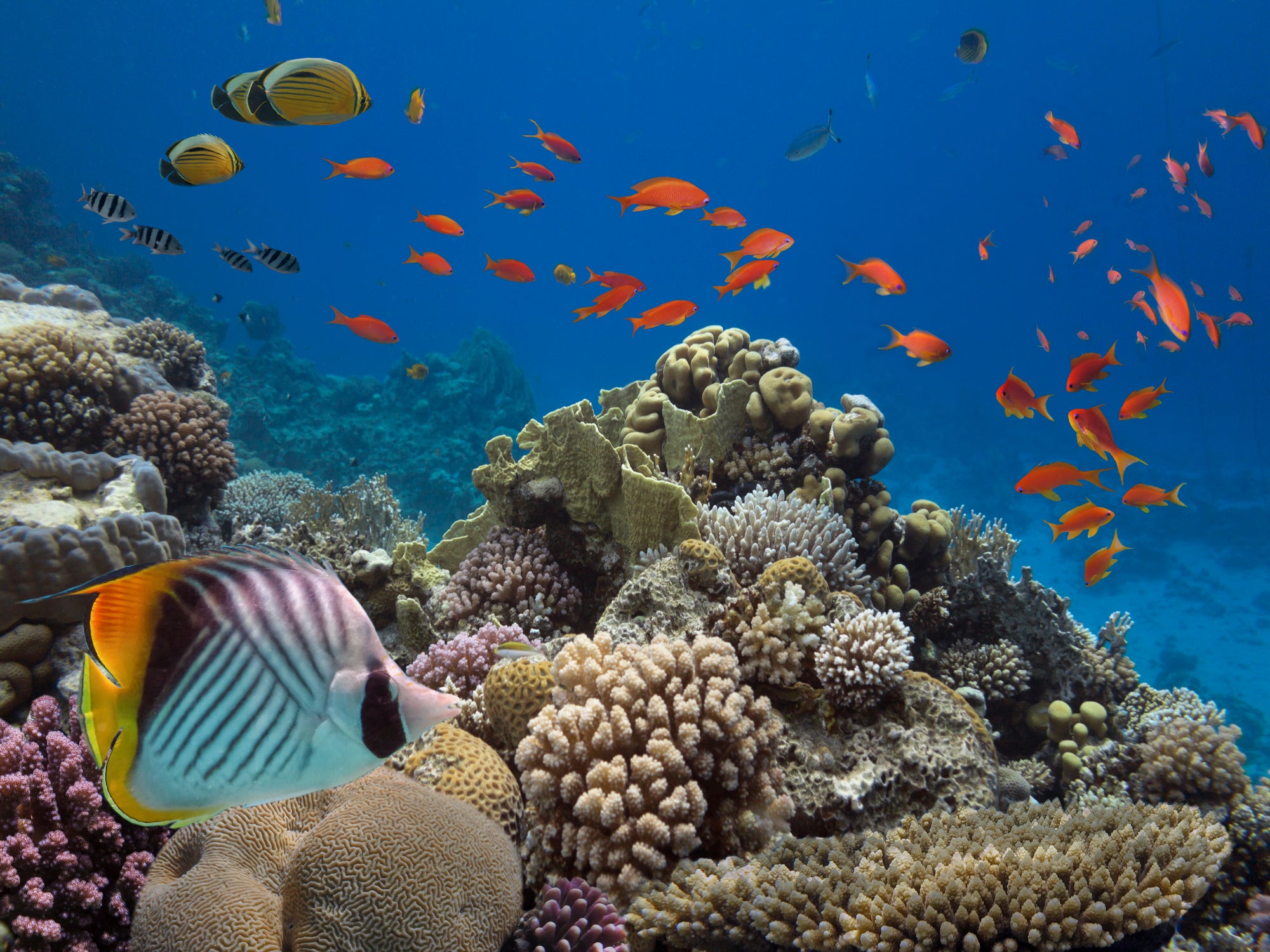 The affected sea urchins play an important role in the health of coral reefs by eating the algae on them.