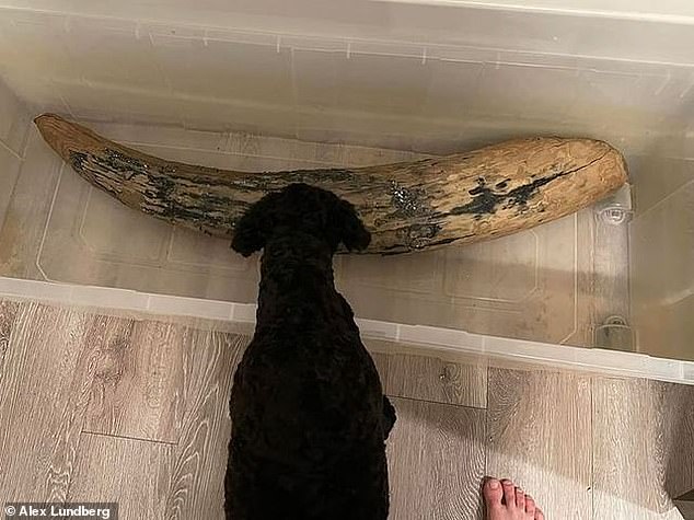 Mastodon fossils are typically commonly found in well-preserved Pliocene age deposits from 5.4 to 2.4 million years ago and the subsequent Pleistocene age that lasted from 2.5 to 11,000 years ago. Pictured: Lundberg's dog hovers over the mastodon tusk