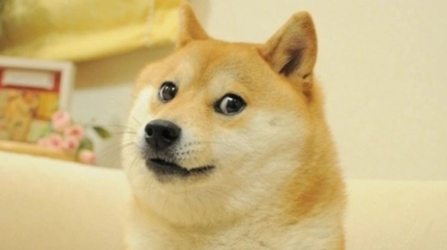 Doge meme 