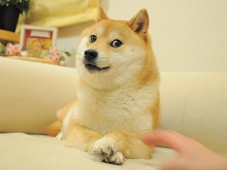 A beige and cream-coloured dog sits on a sofa with its paws crossed, giving the camera a beguiling look