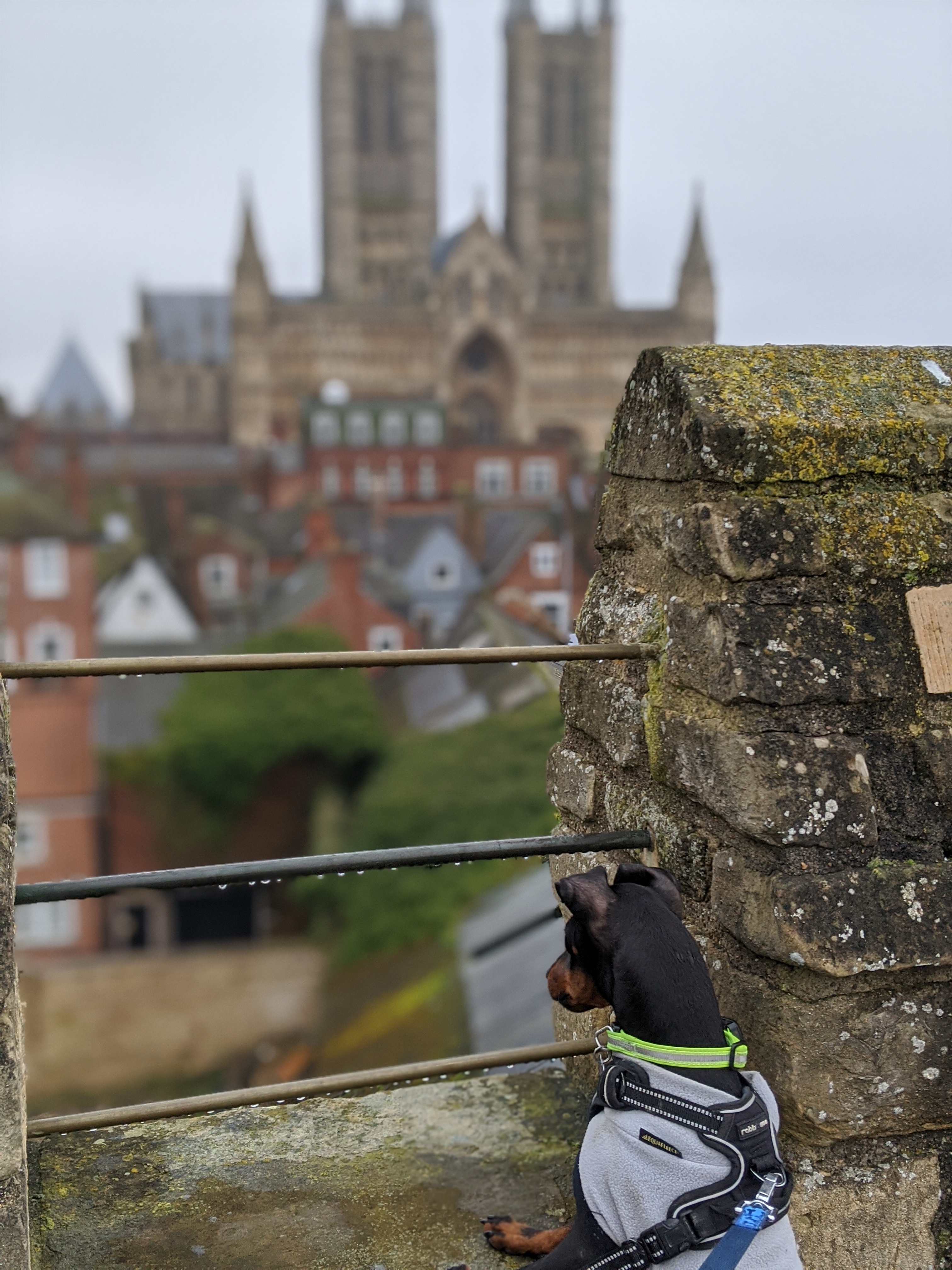 Arty checks out the view of historic Lincoln from the medieval castle