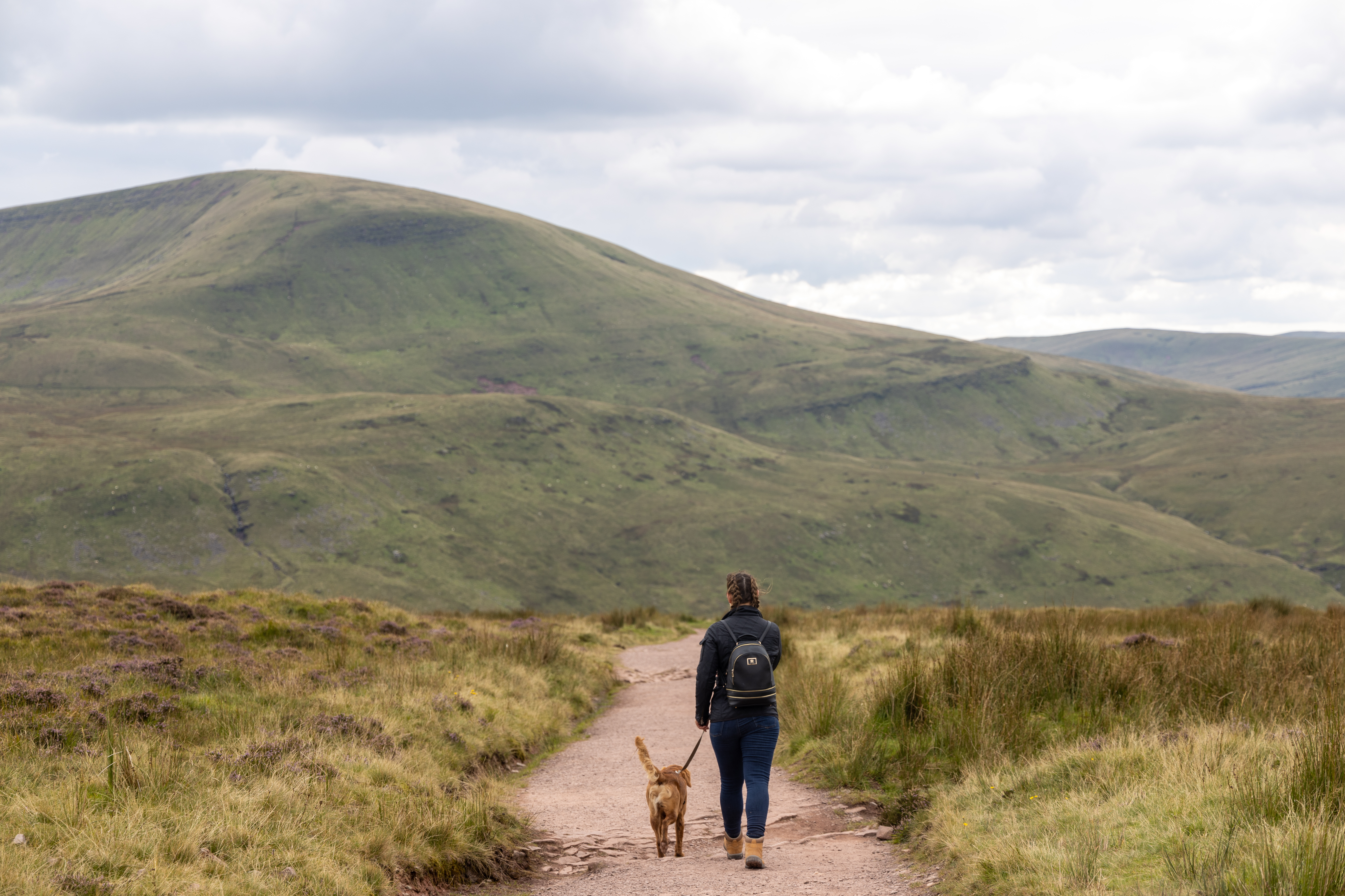 Visiting the Brecon Beacons is a great walk for fit dogs as well as humans, especially the main peak Pen y Fan