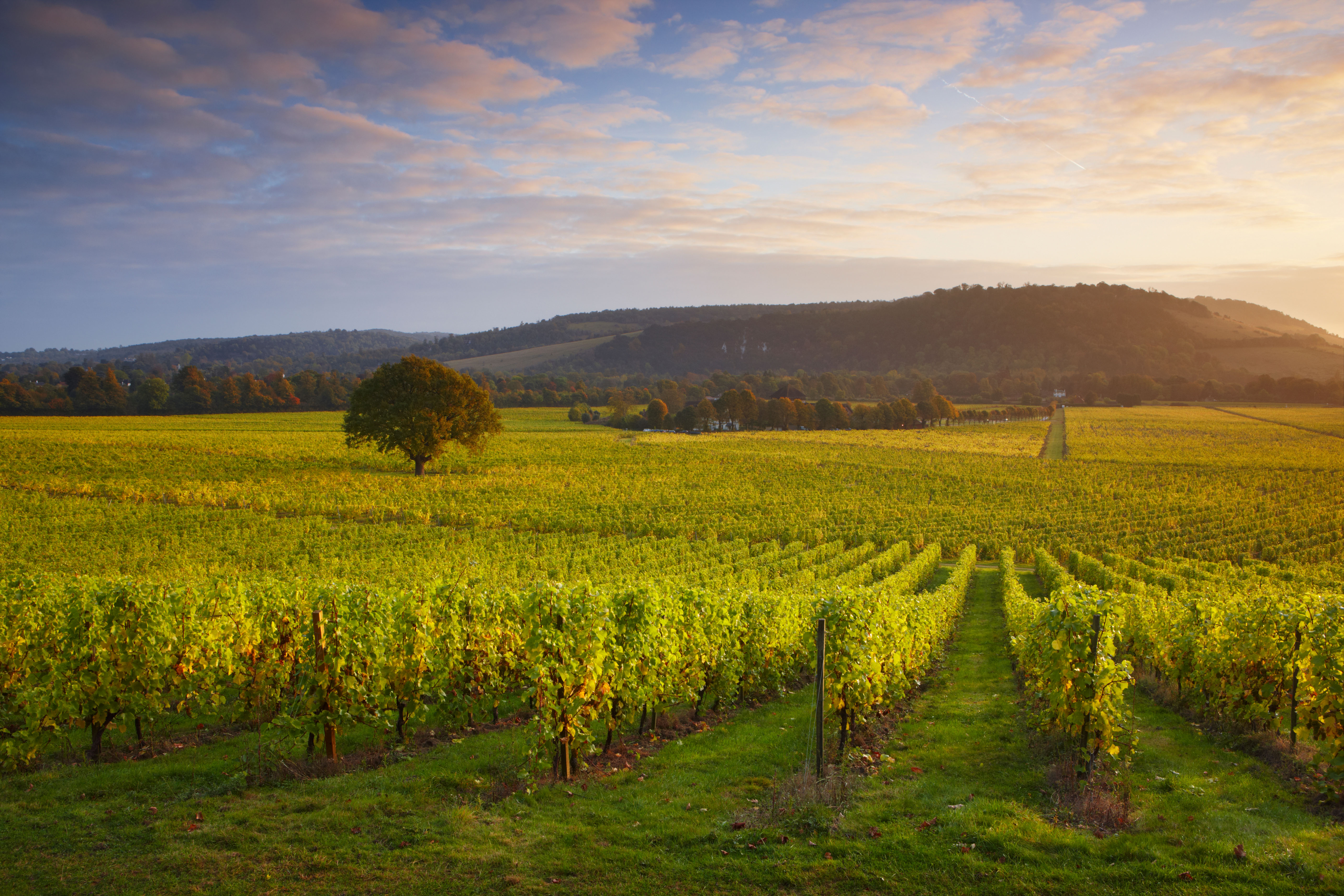 Dogs are welcome on the estate grounds at Denbies Wine Estate in Dorking, Surrey, as well as the mini train tour