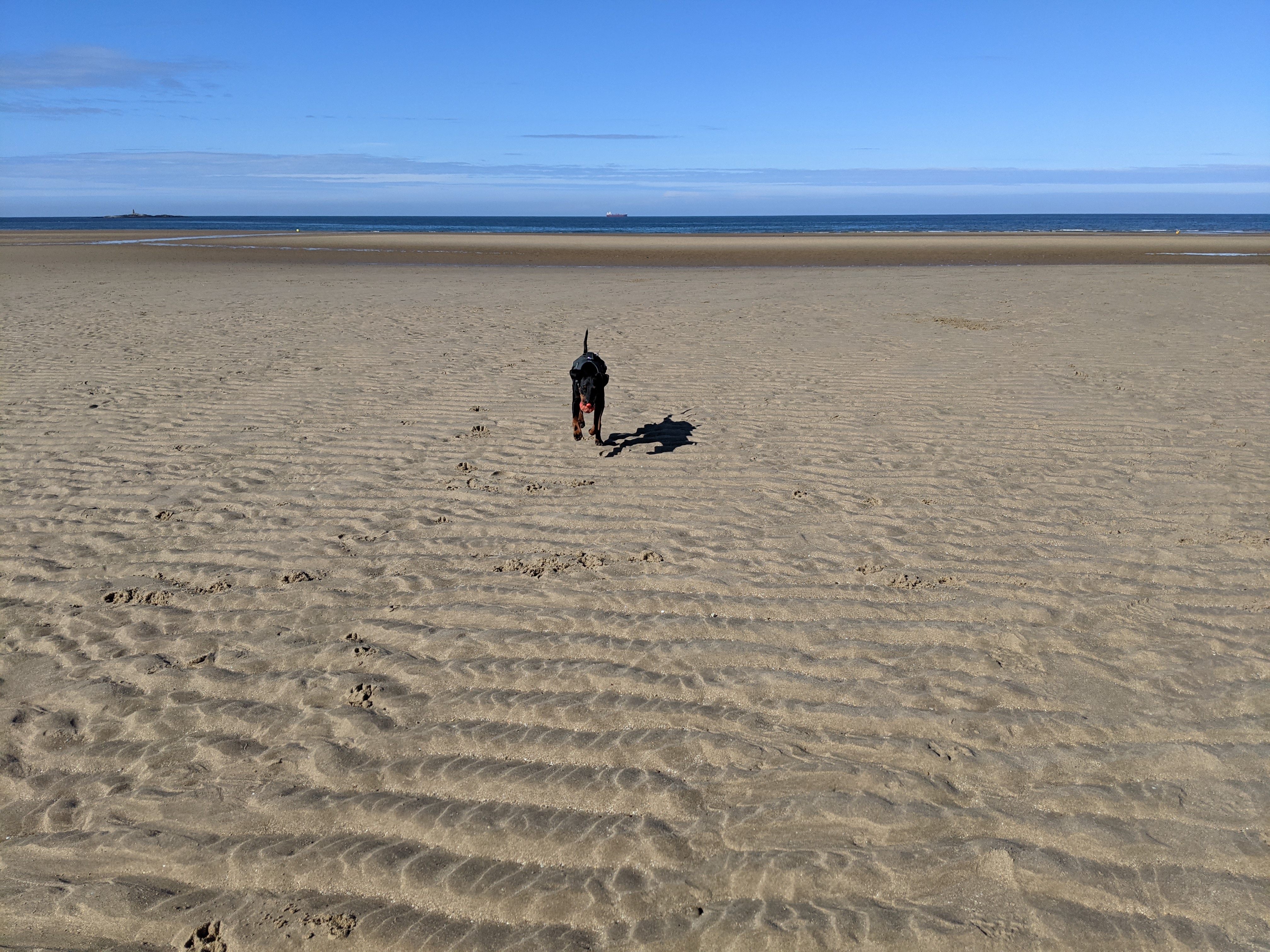 The little island of Anglesey seems like it was made for dogs: vast open beaches with soft golden sand