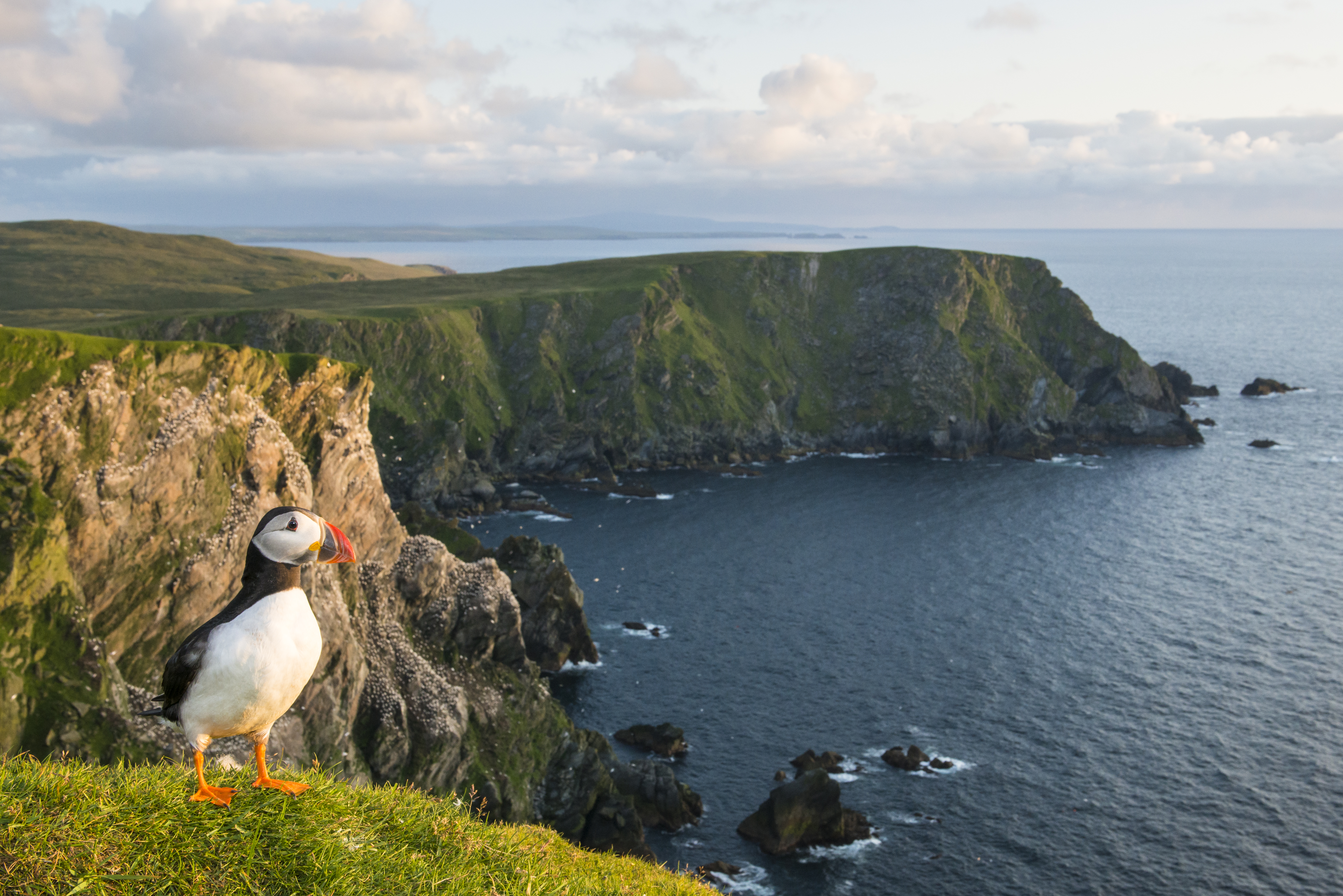 The Shetland Islands are a great place to spot puffins and other wildlife while you're taking your dog for a walk