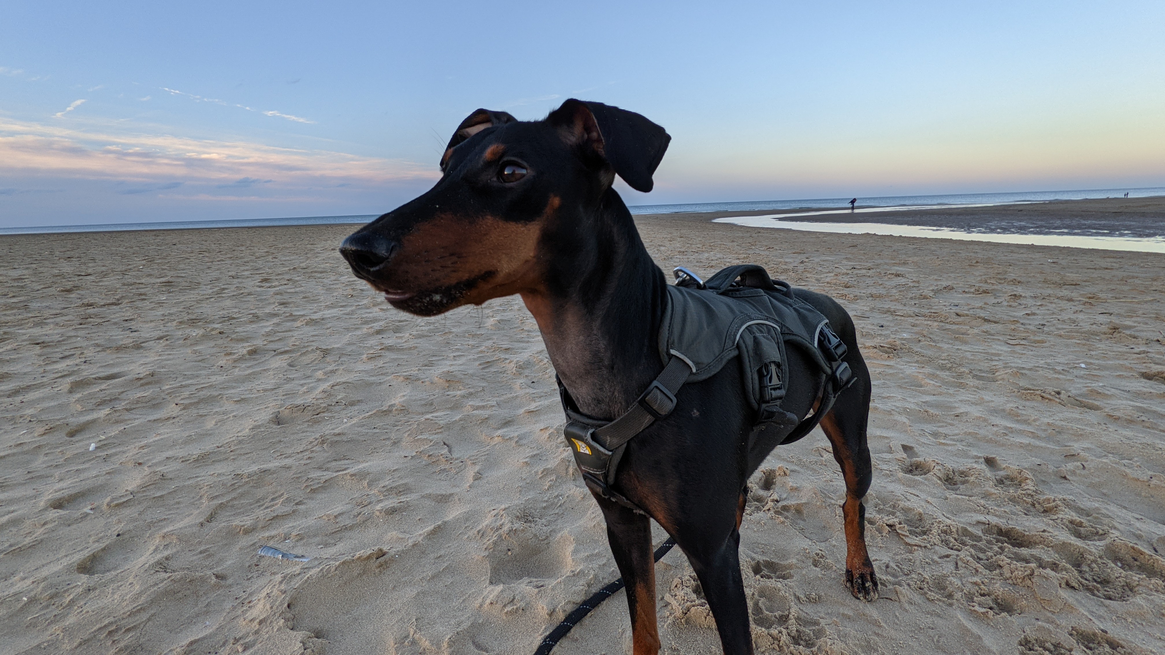 Arty relaxes on Holkham beach in the north of Norfolk