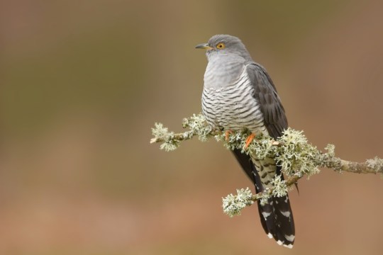 A cuckoo 