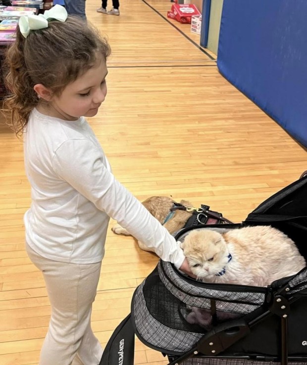 Max, a therapy cat owned by Jenn Bragdon of Fitchburg, brightens up a local book fair by being available for children to read books to. (COURTESY OF SALLY CRAGIN)