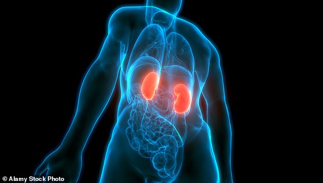 Diabetes is the leading cause of kidney failure in the UK with one in five needing a transplant as a result of the disease. It's estimated that by 2033, there will be 7.6 million people with chronic kidney disease (CKD) — a rise of almost half a million (stock image)