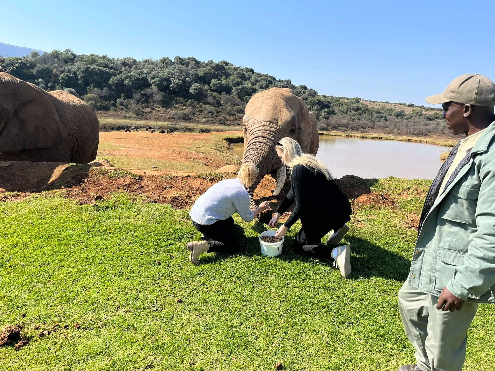 Plum feeds the elephants on a nearby game reserve