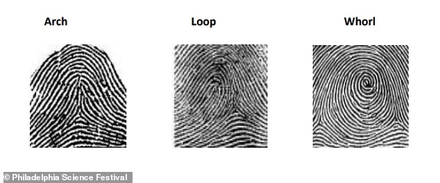 Criminal forensic investigators in America have long systematized the hunt for unique features ever since these patterns first came into use by US law enforcement in 1902, beginning with three broad types of fingerprint: arches, loops and whorls (pictured)