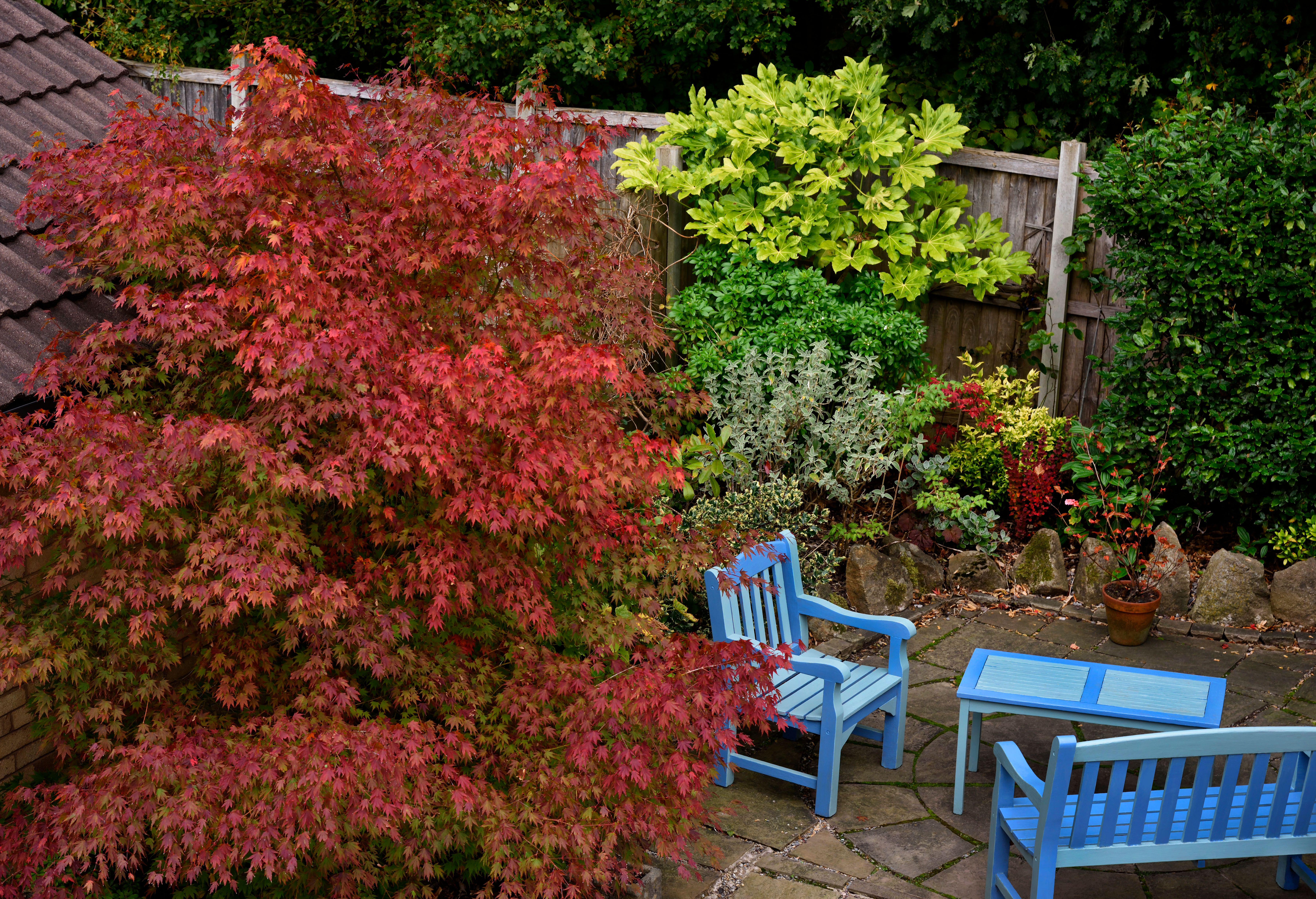 Many shrubs will create screening