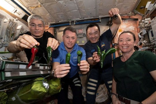 International Space Station astronauts Mark Vande Hei, Shane Kimbrough, Akihiko Hoshide and Megan McArthur, pose with chile peppers grown in space for the first time aboard the orbiting laboratory platform for the Plant Habitat-04 investigation, in this undated handout picture. NASA's Deep Space Food Challenge seeks to expand on space-based food production technologies for future long-duration missions to the moon, Mars and beyond. NASA/Handout via REUTERS THIS IMAGE HAS BEEN SUPPLIED BY A THIRD PARTY MANDATORY CREDIT