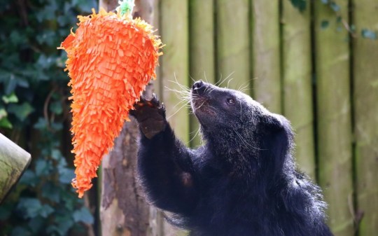 Penh died aged 18 but will be preserved to help the future population of binturongs (Picture: Drusillas Park / SWNS)