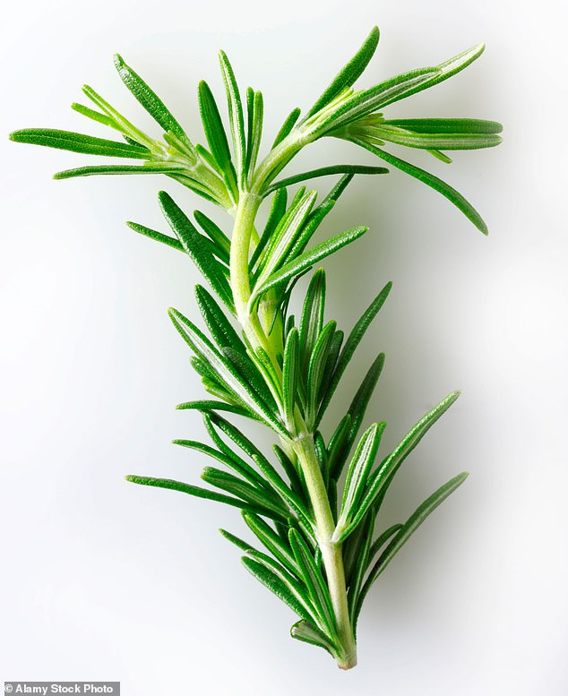 Rosemary’s distinctive smell is due to an aromatic compound called 1-8-cineole, along with pinene and camphor. It helps to keep us awake and alert, aiding our productivity