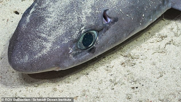 The science team documneted this Squalus mitsukurii (Shortspine spurdog) on the seafloor near an unexplored seamount