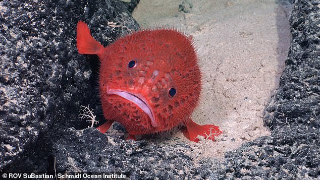 The seamount is over 1.9 miles tall - one-third as tall as Mount Everest - and is home to at least 20 never-before-seen species. Pictured: a sea toad