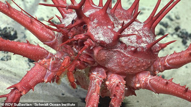 Deep-sea corals were found to provide shelter to an array of unusual organisms, including rockfish, brittle stars, and king crabs (pictured)