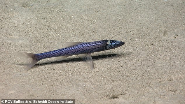 Prior to Schmidt Ocean Institute's expeditions, this portion of the Pacific Ocean was known to be home to 1,019 species. Now, that number exceeds 1,300 ¿ and is growing. Pictured: a tripod fish