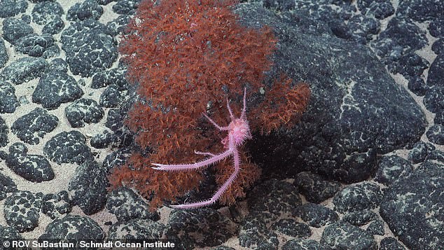 A squat lobster in the genus Sternostylus - thought to be a newly identified species - was documented by the underwater robot