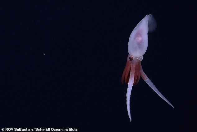 The team also captured the first ever camera footage of a live Promachoteuthis squid (pictured)