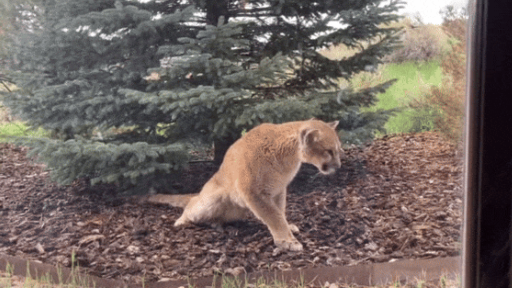 A young female mountain lion struggles outside a Colorado home in 2023. This mountain lion was the first documented case of staggering disease in North America.