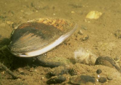 Previous study found Prozac in rivers and streams endangered freshwater mussels