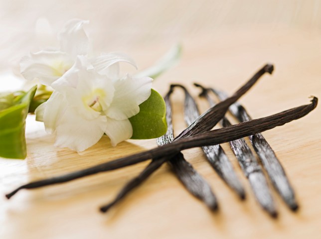 Vanilla pods with vanilla orchids