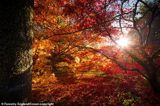 As the days grow cooler those sugars are converted into red pigments which are revealed as the green chlorophyll breaks down