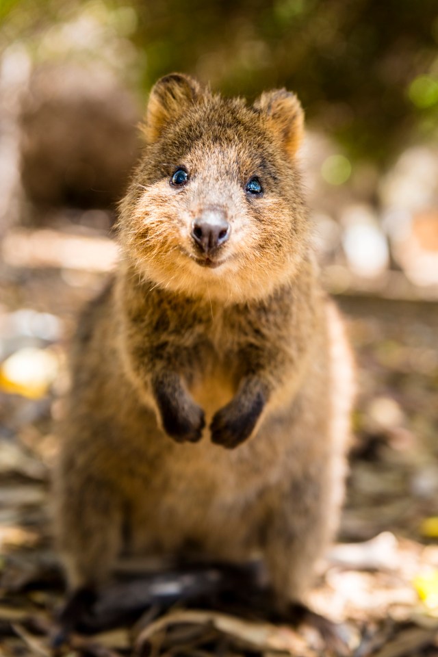 Find cute quokkas to make you smile on Rottnest Island