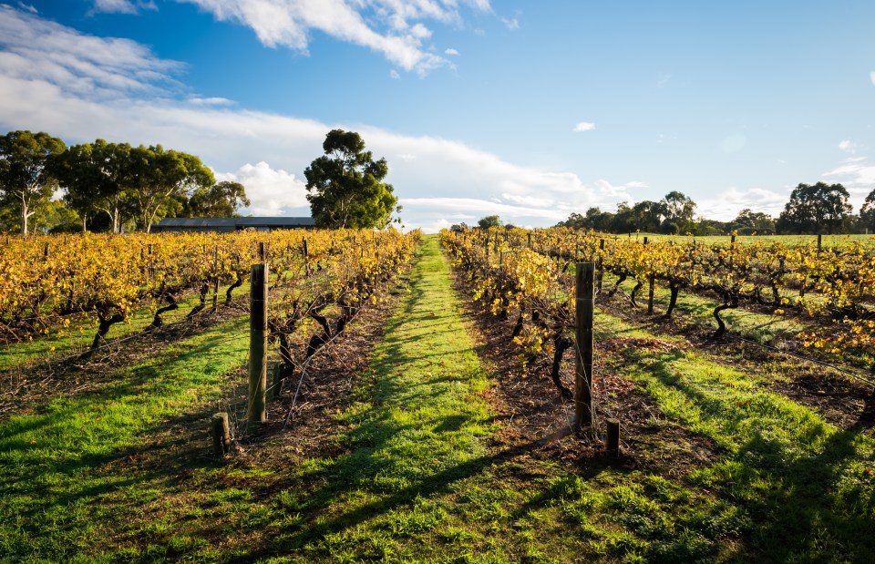 The lush landscape of a vineyard in Swan Valley