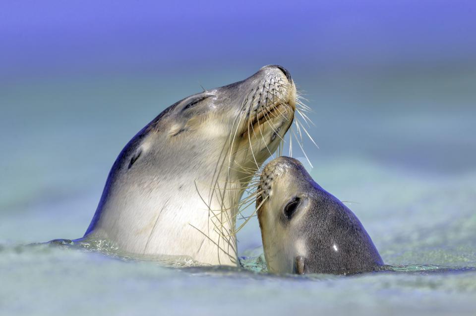 Spot sea lions in Rockingham