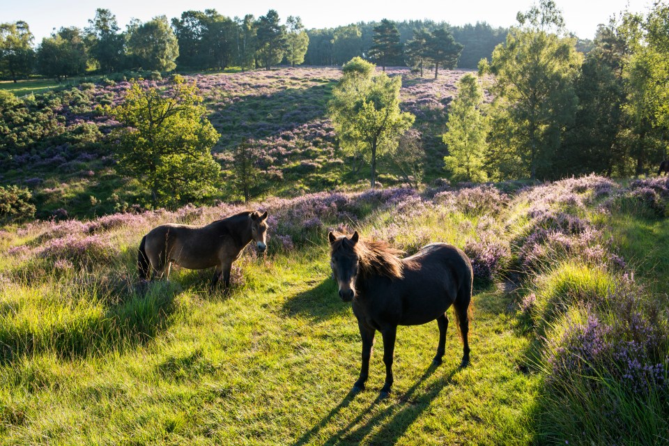 Ashdown Forest has many paths so is a popular place for walkers, horse riders and cyclists