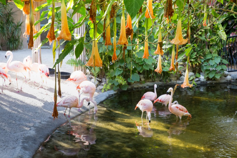 The exotic flamingoes in St Petersburg