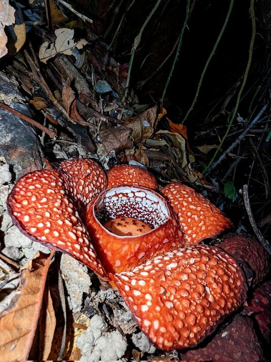 Rafflesia