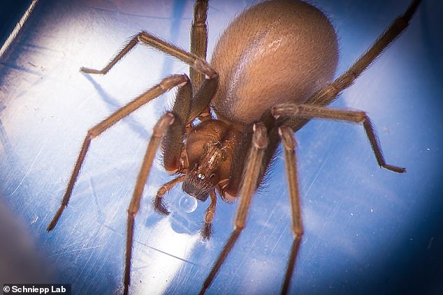 A brown recluse spider like the one Ms Jones thought she's been bitten by