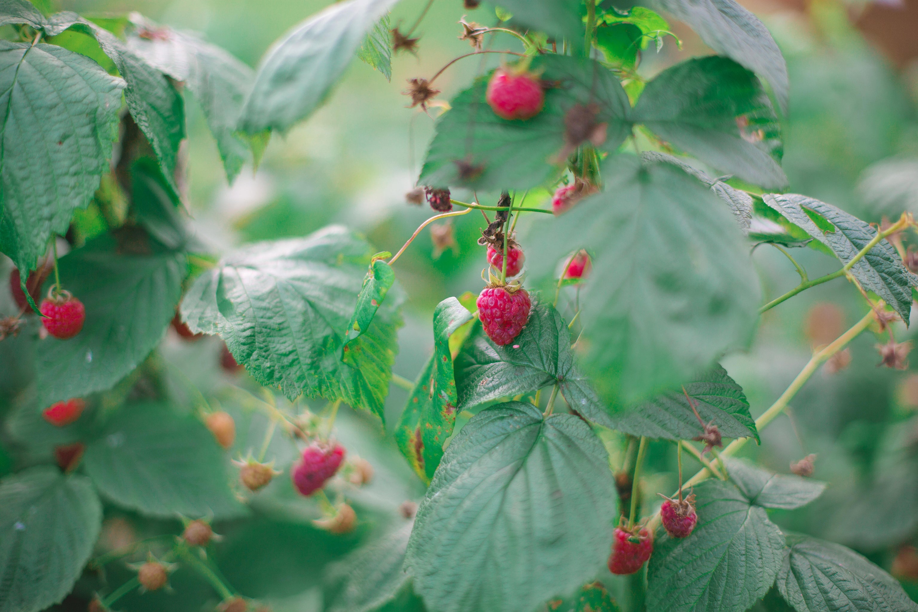 Red raspberry bush in garden