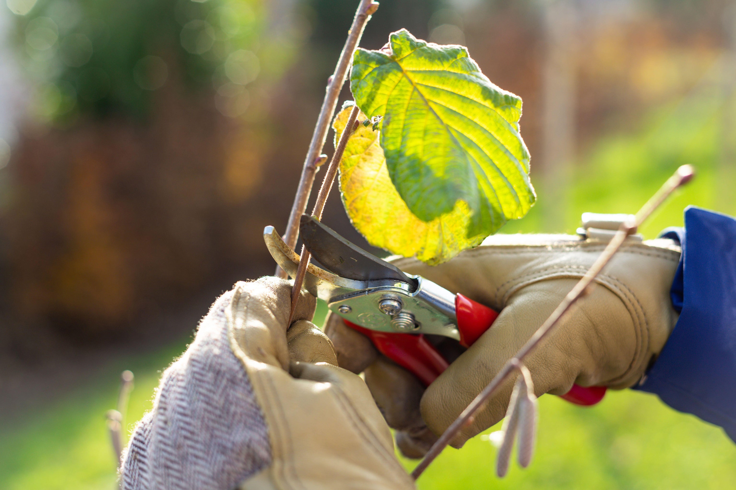 Gardener trimming shoots in autumn