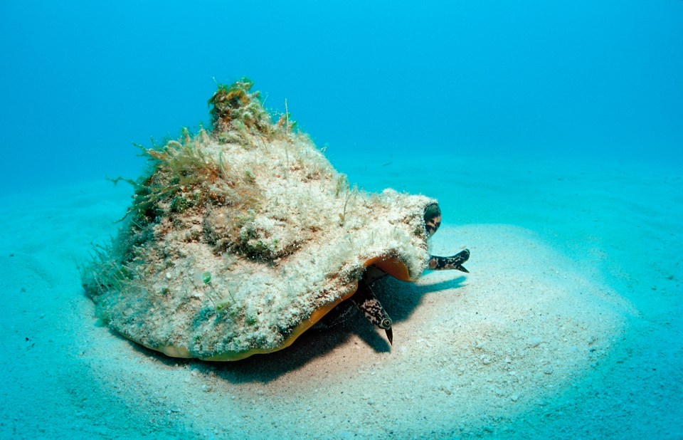 Conch are an endangered species