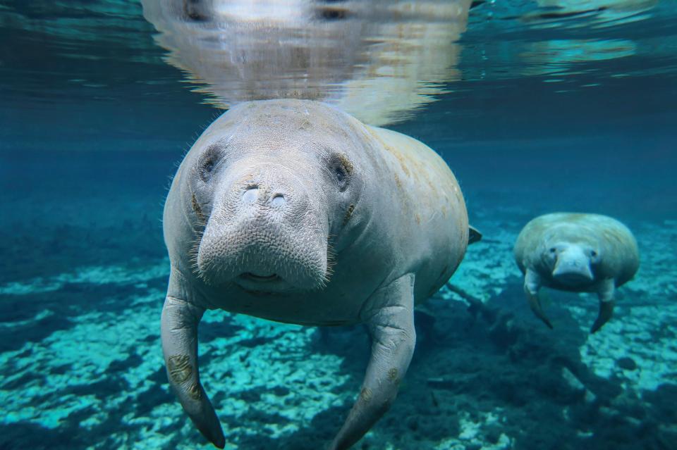 Sea cows can be found in the Crystal River National Wildlife Refuge on Florida’s western coast